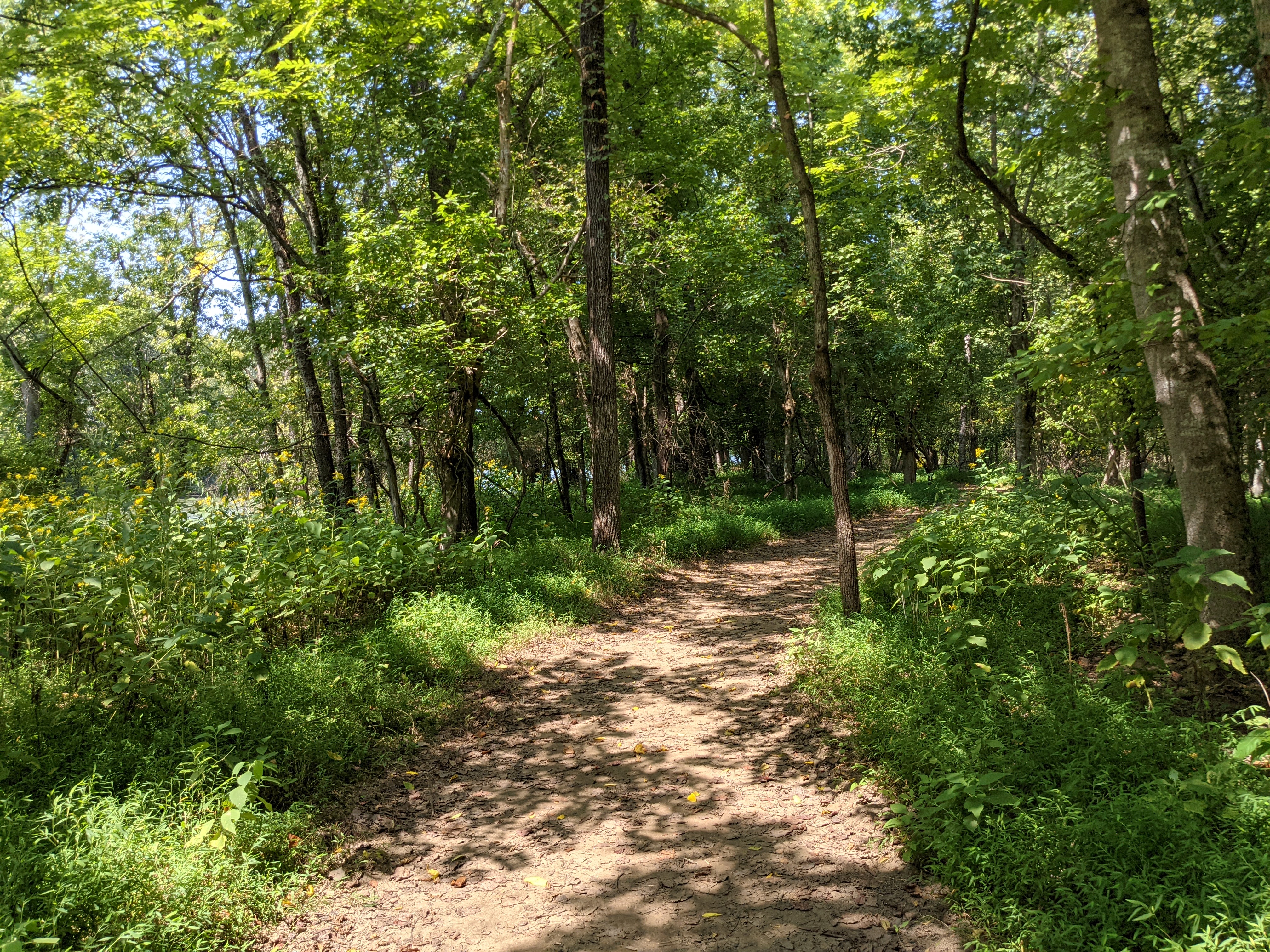 The Trail on Newman's Island