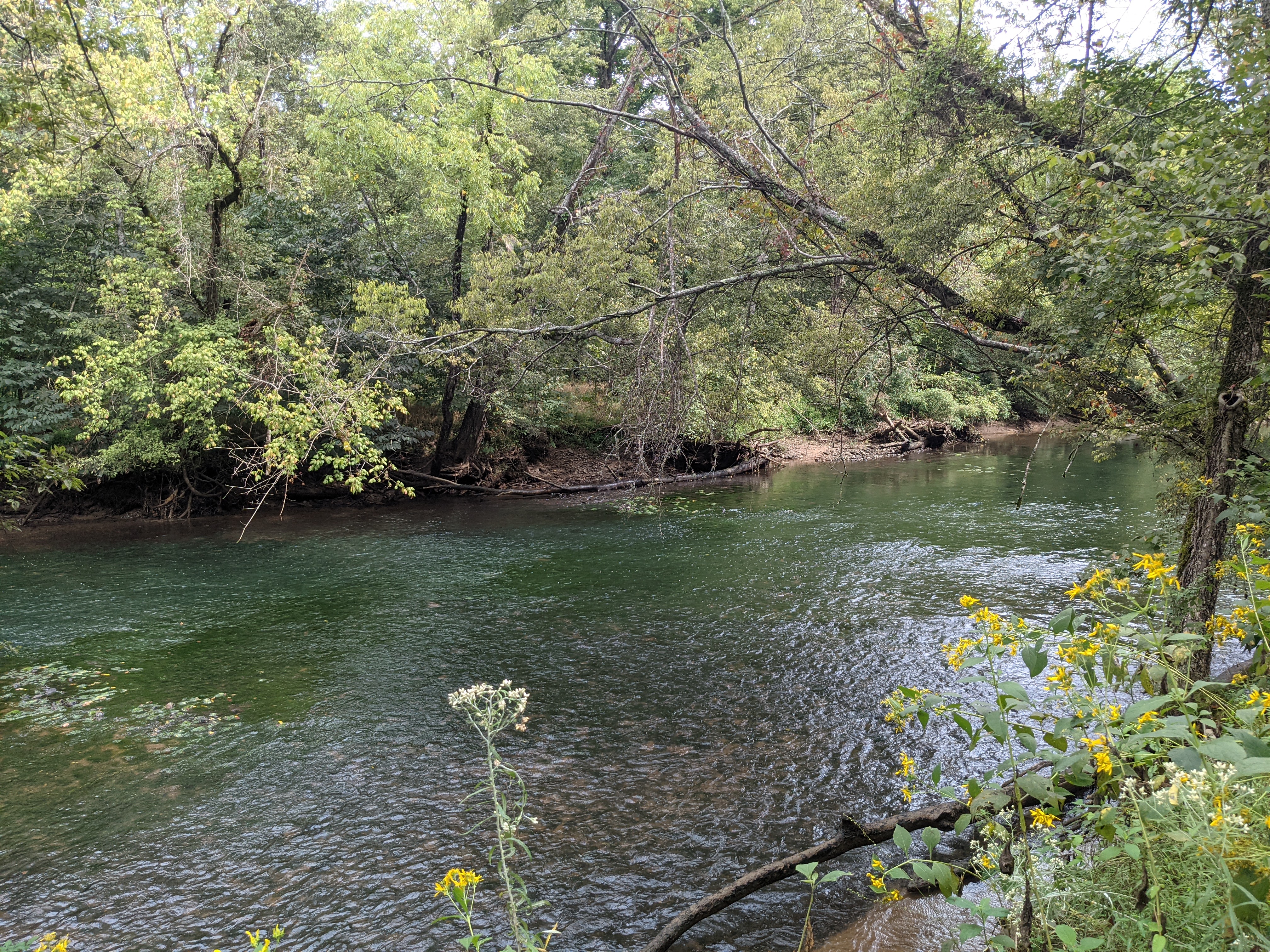 One Channel of the French Broad River